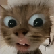 Gavin